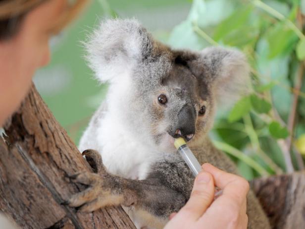 Ein Koala wird mit einer Spritze gefüttert.