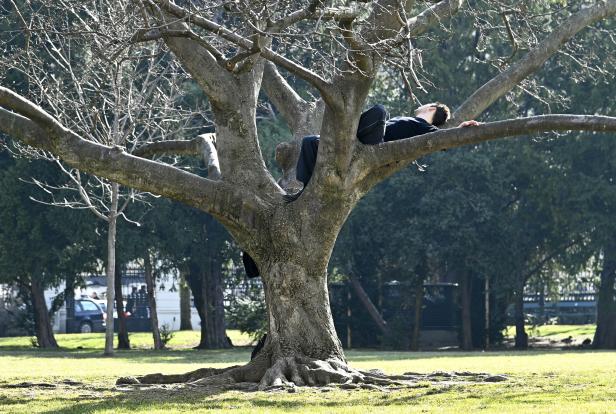 Ein Mann liegt entspannt auf einem Ast in einem Baum.