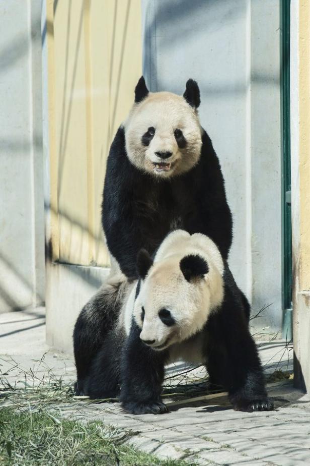 Seltenes Liebesspiel im Panda-Gehege