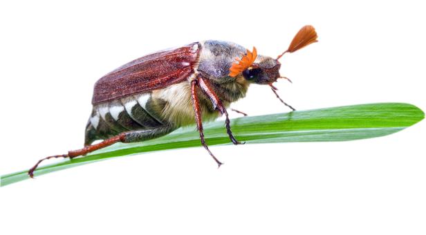 Insektensterben: Der letzte Willi