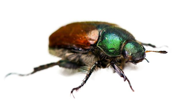 Insektensterben: Der letzte Willi