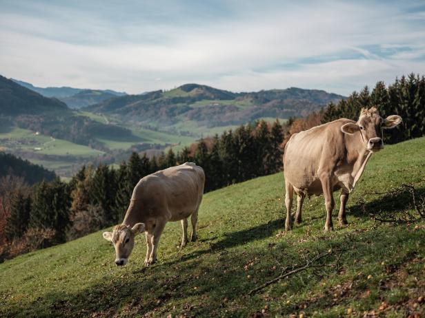 Was ist Bio-Heublumenmilch und warum schmeckt sie besser?