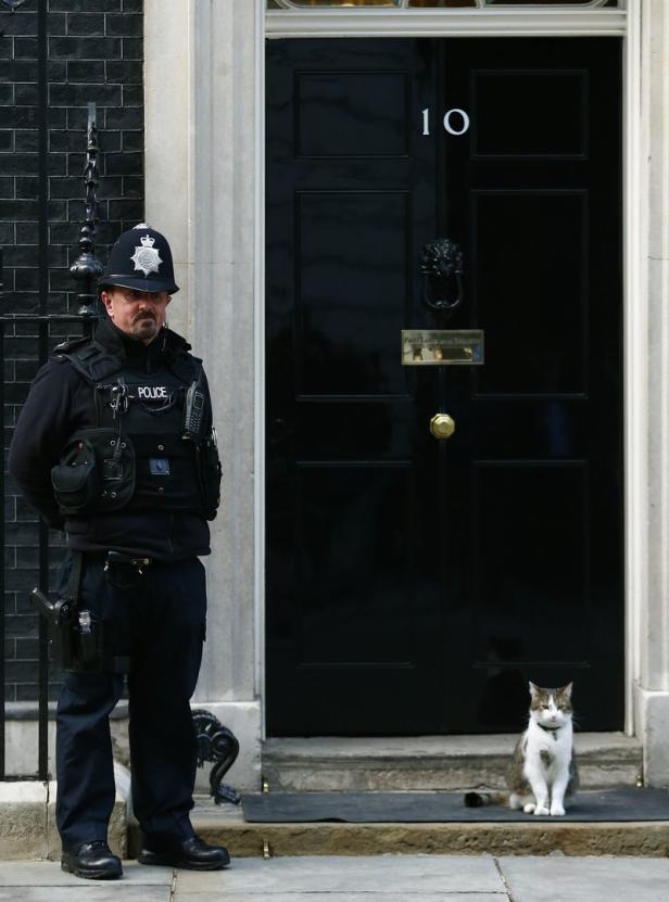 Kater Larry: Der letzte Star im britischen Kabinett