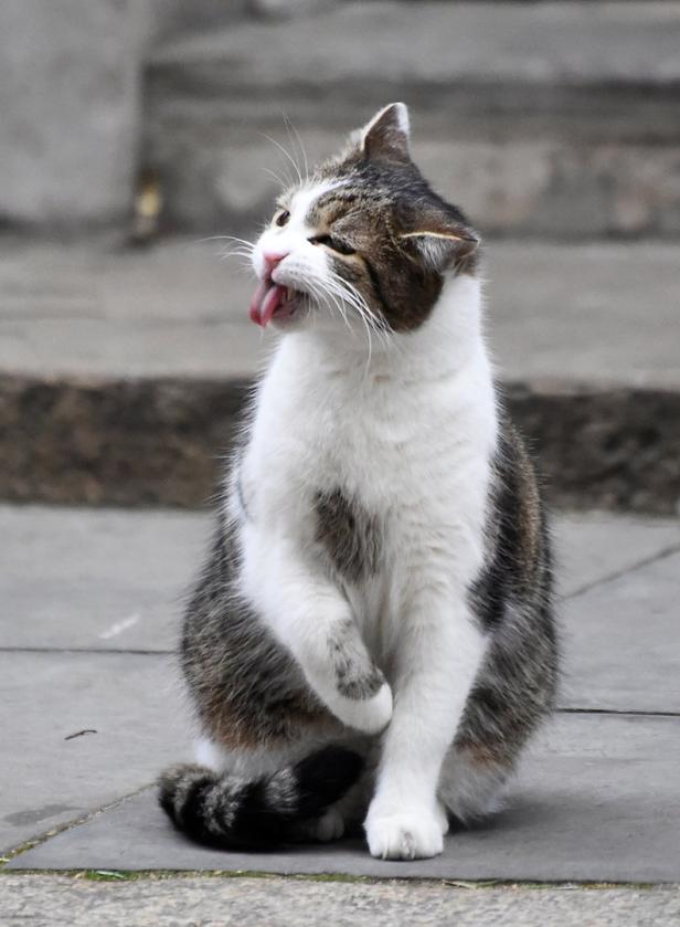 Kater Larry: Der letzte Star im britischen Kabinett