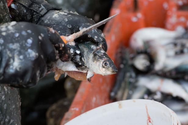 Beginn der Usedomer Heringswochen Was einen guten Rollmops zum idealen Kater-Killer macht