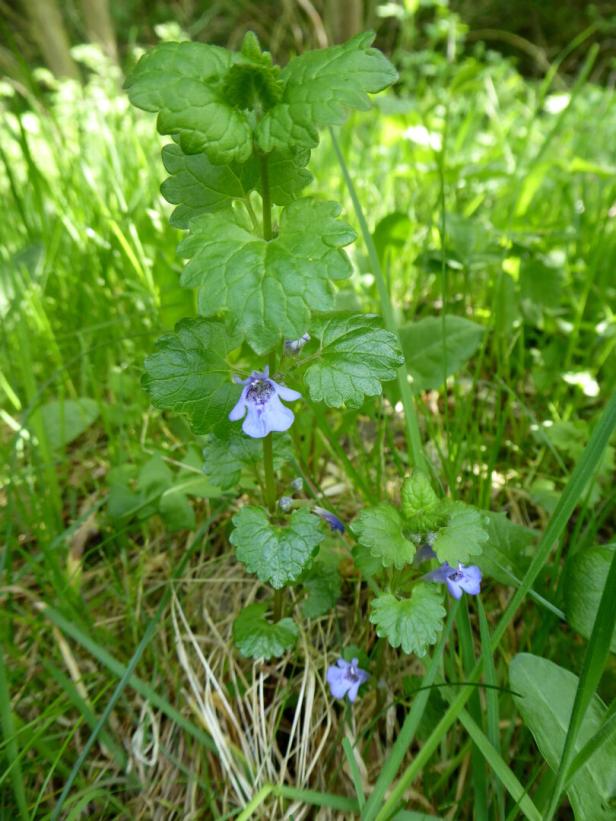 Eine Gundelrebe mit kleinen, blauen Blüten wächst im Gras.