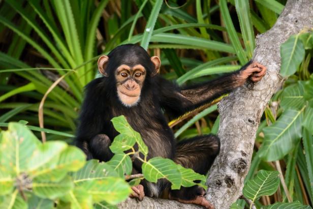 mischievous chimp watching