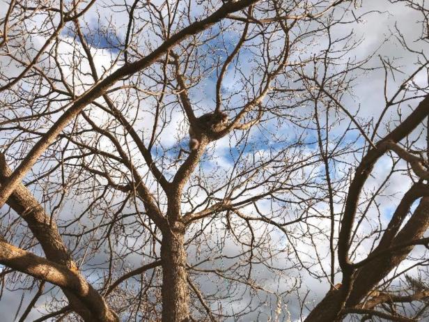 Katze hing mit Halsband in Baum fest: Feuerwehr rettete Stubentiger