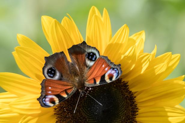 Das sind die häufigsten Schmetterlingsarten in Österreich