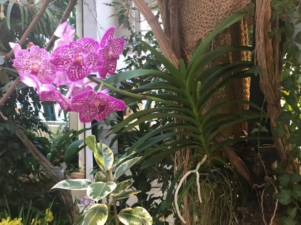 Axels Terrasseneintopf: Lange Nacht der vielen Orchideen