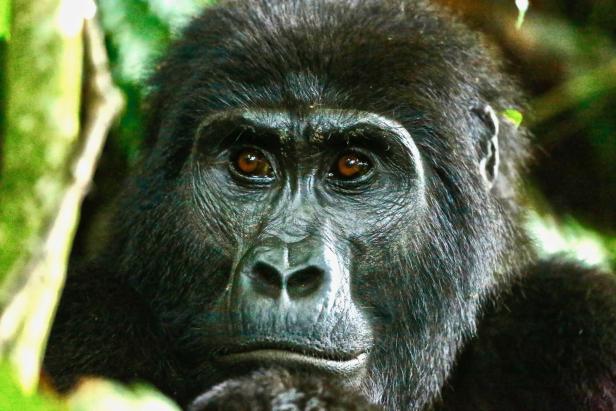 Nahaufnahme des Gesichts eines Gorillas.