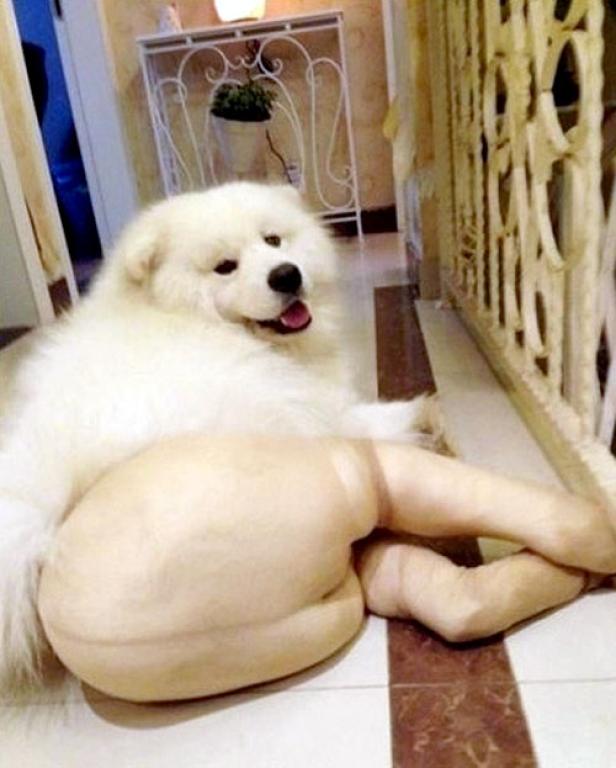 Ein weißer Hund liegt neben einem Paar Beine in Strumpfhosen auf einem gefliesten Boden.