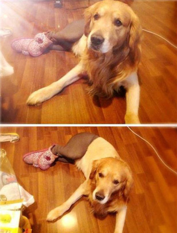 Ein Golden Retriever liegt mit einer Strumpfhose und einem Hausschuh auf einem Holzboden.