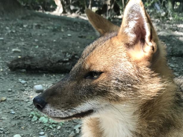 Warum die Jägerschaft Schusszeiten für den Goldschakal fordert