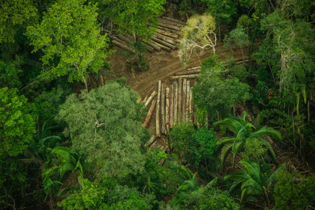 Zum Der Walder Wie Die Politik Den Amazonas Zerstort Kurier At