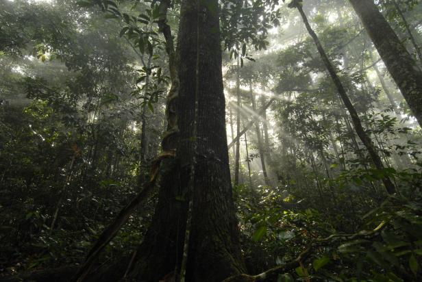 Zum Tag der Wälder: Wie die Politik den Amazonas zerstört