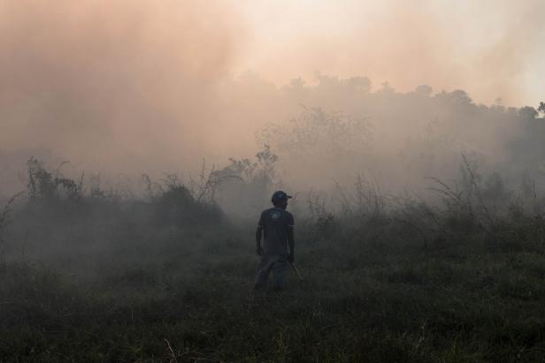 Zum Tag der Wälder: Wie die Politik den Amazonas zerstört