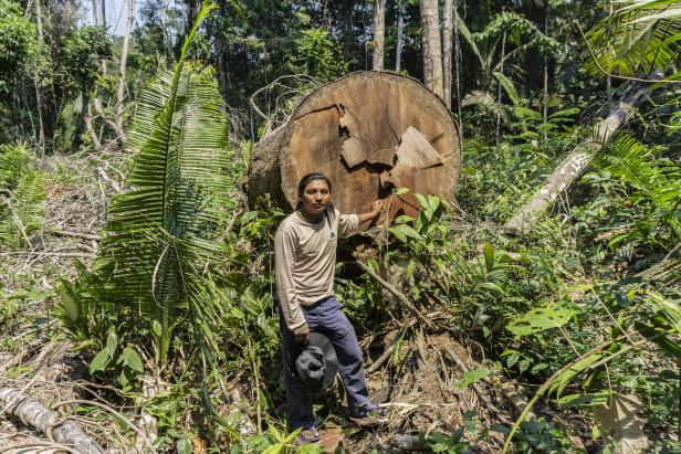 Zum Tag der Wälder: Wie die Politik den Amazonas zerstört