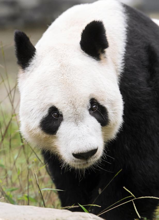 Schönbrunn: Panda-Männchen Yuan Yuan kommt zu seiner Yang Yang