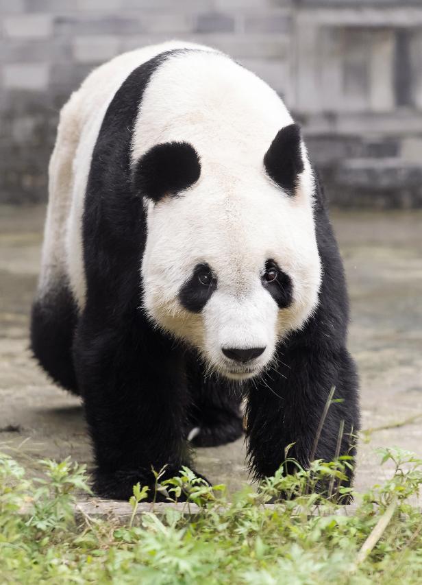 Schönbrunn: Panda-Männchen Yuan Yuan kommt zu seiner Yang Yang
