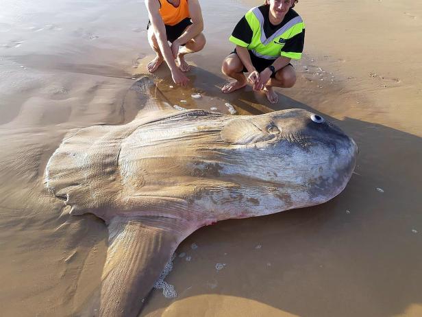 Riesiger Mondfisch an australischer Südküste angespült