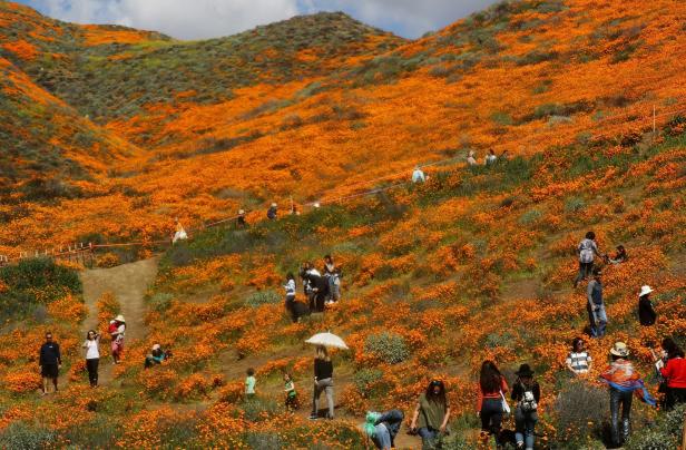 Verwüstete Wiesen: Mohnfelder in Kalifornien für Instagrammer gesperrt
