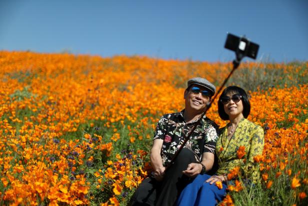 Verwüstete Wiesen: Mohnfelder in Kalifornien für Instagrammer gesperrt