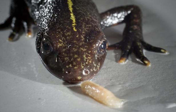 Salamander kauen: Wo der Alpen-Kammmolch überall Zähne hat