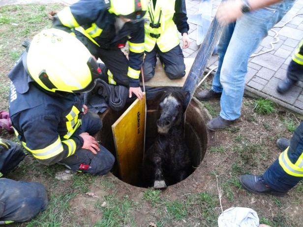 Zwergpony "Zwergi" stürzte in Betonschacht: Feuerwehr im Einsatz