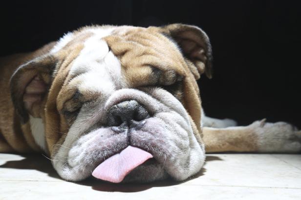 Eine Englische Bulldogge streckt die Zunge heraus.