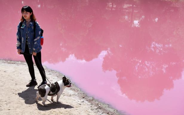 See in Pink: Farbenfrohes Gewässer in Melbourne lockt Touristen an