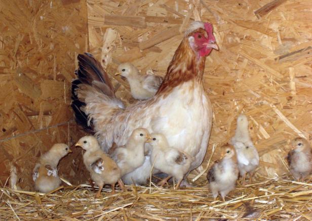 Hühner im Garten: meine eigene kleine Farm