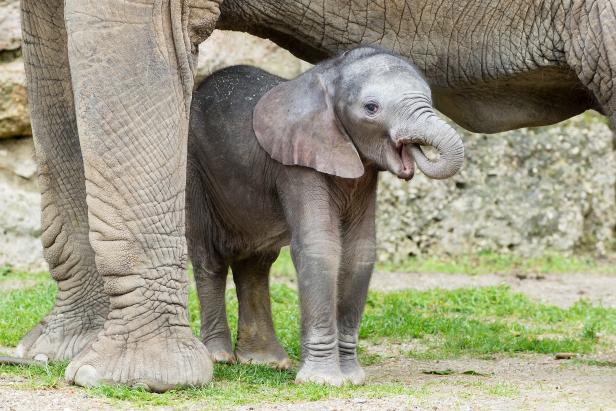 Tiergarten Schönbrunn: Elefantendame Numbi erwartet Nachwuchs