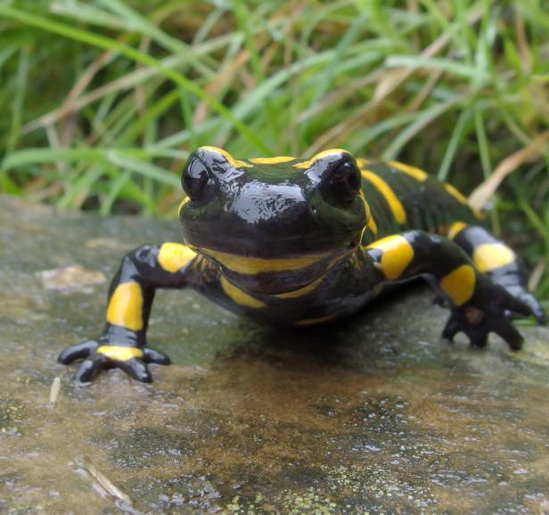 Welche Spuren Frosch, Kröte & Co in einem Wassertropfen hinterlassen