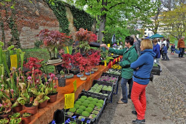 Wo Wien demächst mit Pflanzenmärkten für Balkonien aufwartet