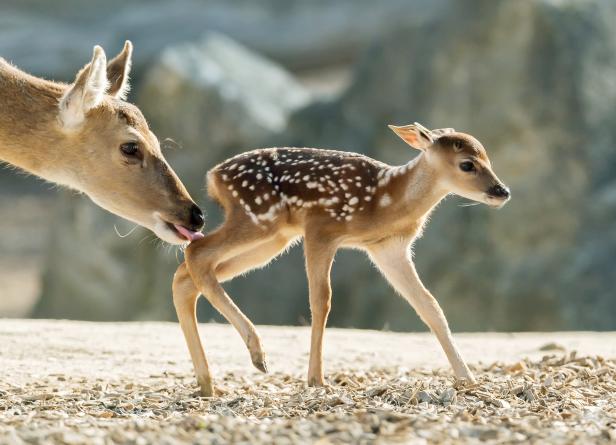 Zwei seltene "Bambis" im Tiergarten Schönbrunn geboren
