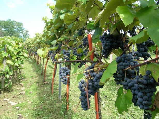 Rebstock im Weinberg mit vielen reifen, dunkelblauen Trauben.
