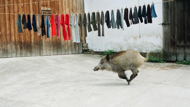 Tierrechte ins Bild gerückt