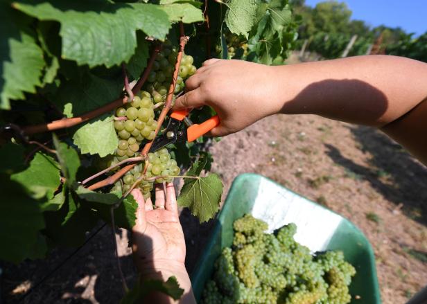 Wiener Wein: Gemischter Satz soll dem Klimawandel trotzen