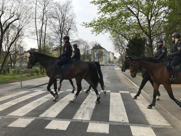 Startklar für Einsatz: Zwei neue Pferde aus Orbáns Reiterstaffel
