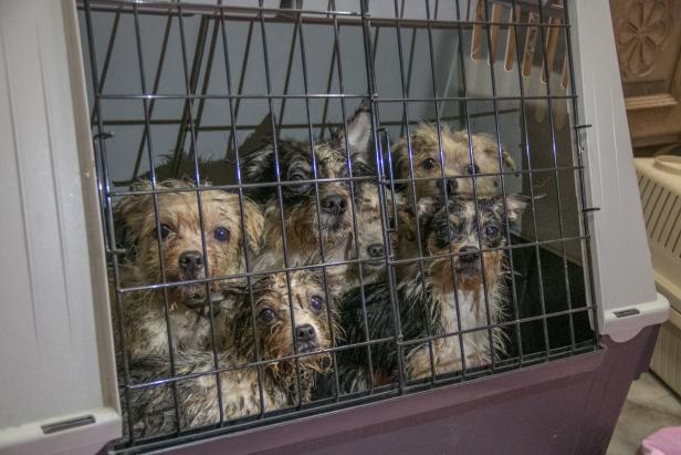 OÖ: 68 Hunde aus schlimmster Verwahrlosung gerettet