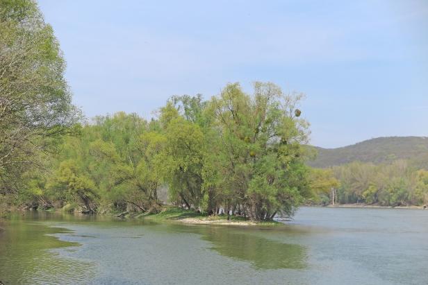 Insellösung bei Wolfsthal: Renaturierung der Donau geht weiter
