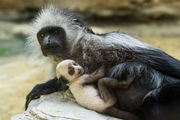 Affen-Baby im Tiergarten Schönbrunn geboren