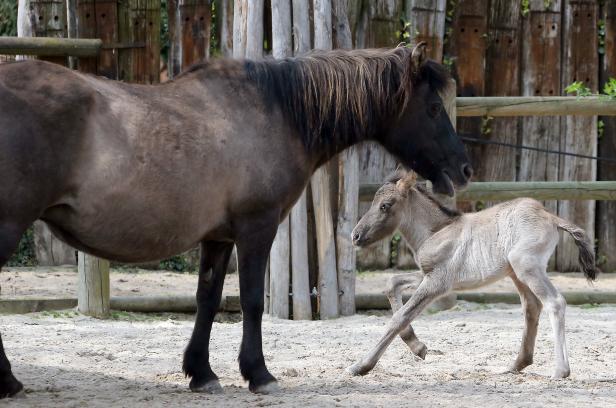 Affen, Fohlen, Hirschkalb: Baby-Boom in Wiens Zoos