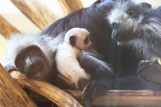 Affen, Fohlen, Hirschkalb: Baby-Boom in Wiens Zoos