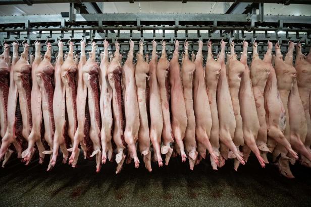 Schweinefleisch oft mit antibiotikaresistenten Keimen belastet