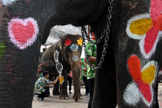 Thailand feiert buddhistisches Neujahrsfest mit bunt bemalten Elefanten