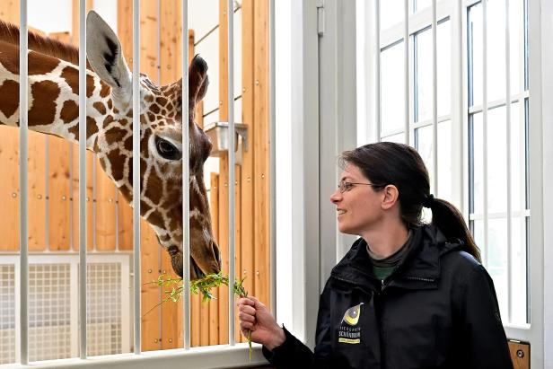 Bulle "Obi" in "Mädels-WG" der Schönbrunner Giraffen eingezogen