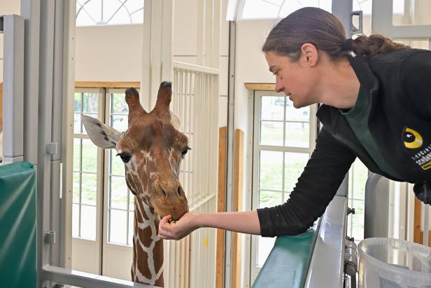 Bulle "Obi" in "Mädels-WG" der Schönbrunner Giraffen eingezogen
