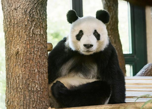 Neues Panda-Männchen Yuan Yuan in Schönbrunn angekommen